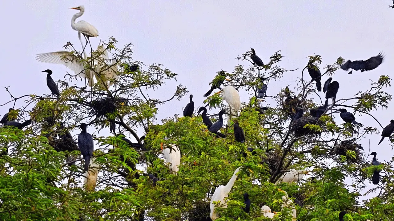 বক-পানকৌড়ির নিরাপদ আশ্রয়স্থল কুমিল্লার দীর্ঘভূমি