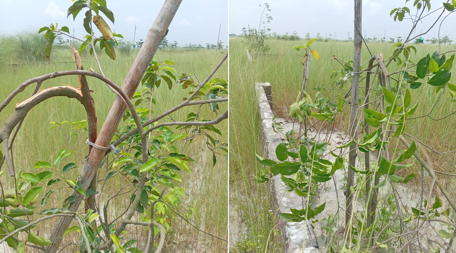 Cutting-down-fruit-and-forest-tree-seedlings-with-indigenous-weapons