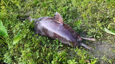ঝালকাঠির বিষখালী নদীতে ভেসে উঠল মৃত ডলফিন