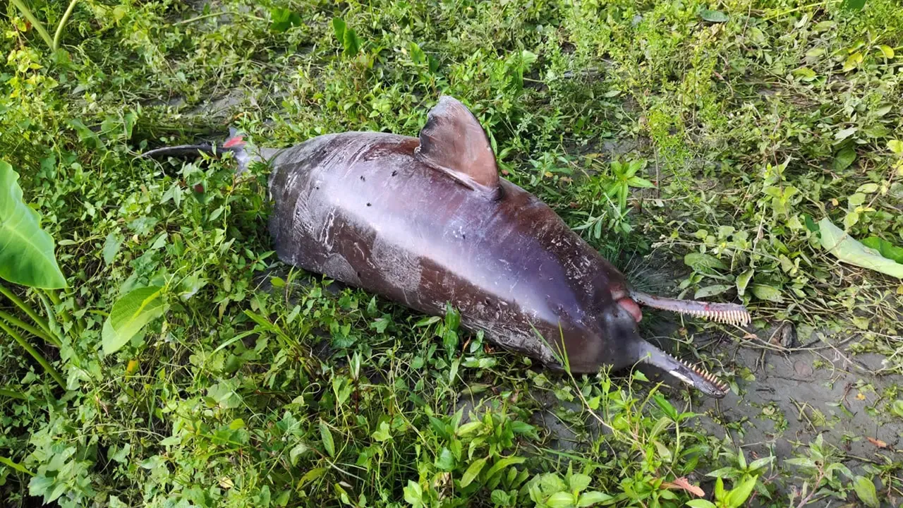 ঝালকাঠির বিষখালী নদীতে ভেসে উঠল মৃত ডলফিন