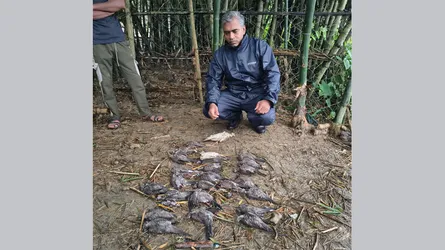 বিষ দিয়ে ২৯ পাখি হত্যা : বাবার পক্ষে ছেলের মুচলেকা ও জরিমানা