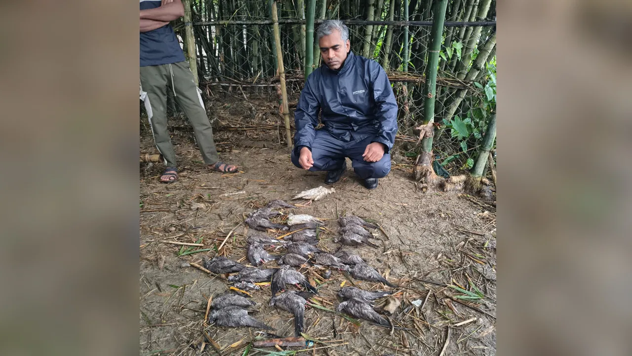 চুয়াডাঙ্গায় বিষ প্রয়োগে ২৯ পাখি হত্যা, বন বিভাগের মামলা