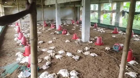 দর্শনায় বন্য প্রাণীর আক্রমণে পোল্ট্রি ফার্মের হাজার মুরগির মৃত্যু