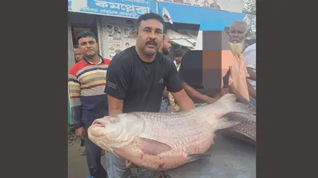 দৌলতদিয়ায় পদ্মার ৩৫ কে‌জি ওজনের কাতল, বিক্রি ৭৩ হাজার ৫০০ টাকায়