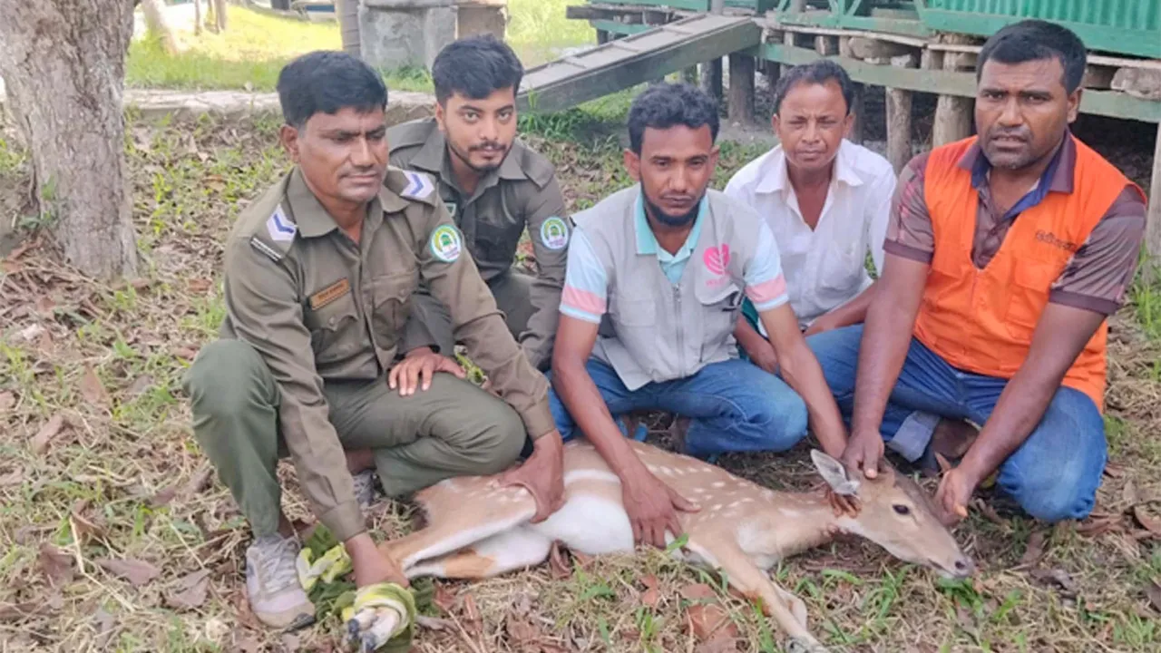 শরণখোলার লোকলয় থেকে হরিণ উদ্ধার করে সুন্দরবনে অবমুক্ত