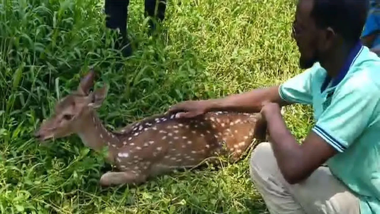 শরণখোলায় গ্রাম থেকে উদ্ধার চিত্রা হরিণ, বনে অবমুক্ত