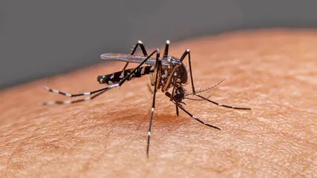 সিলেটে আরো ৪ ডেঙ্গুরোগী শনাক্ত