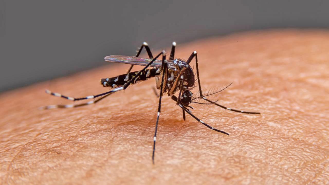 Dengue
