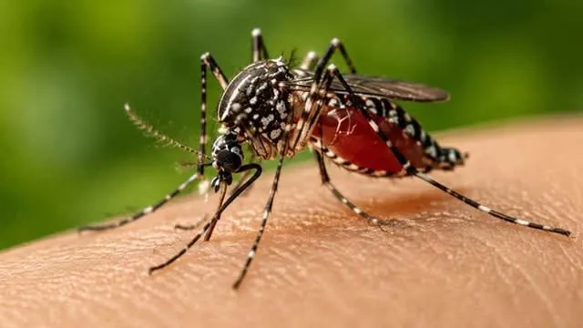সিলেটে আরো ৯ ডেঙ্গুরোগী শনাক্ত