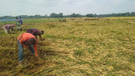 বোরোর ভালো ফলনেও নানা সঙ্কটে দুশ্চিন্তায় মতলবের কৃষকরা