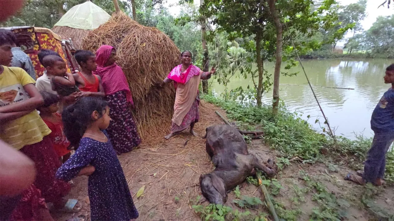 দেবিদ্বারে বিষ প্রয়োগে ৩ গরু হত্যা, ঈদের আগেই নিঃস্ব পরিবার