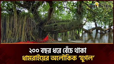 শিকড়ে বাধা দুই প্রাণ ধামরাইয়ের ২০০ বছরের ‘স্বামী-স্ত্রী’ গাছের নানা কাহিনী