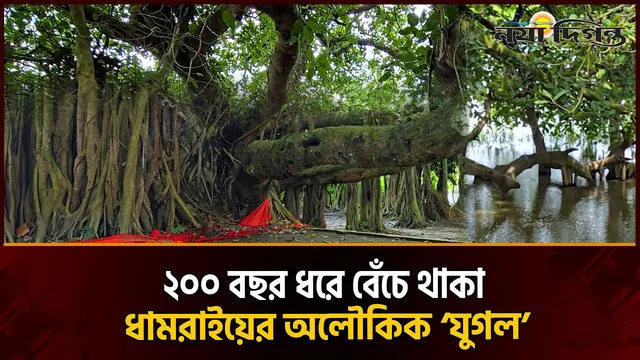 শিকড়ে বাধা দুই প্রাণ ধামরাইয়ের ২০০ বছরের ‘স্বামী-স্ত্রী’ গাছের নানা কাহিনী