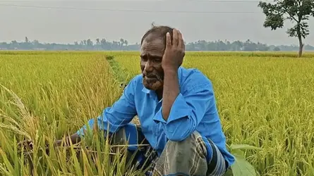 ধামরাইয়ে ইটভাটার বিষাক্ত ধোঁয়া ও তাপে নষ্ট জমির ধান