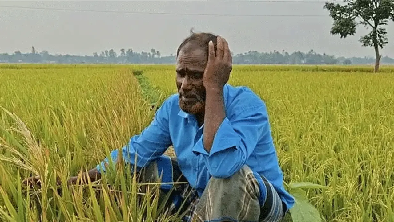 ধামরাইয়ে ইটভাটার বিষাক্ত ধোঁয়া ও তাপে নষ্ট জমির ধান