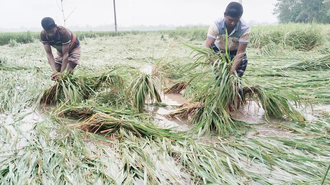 ধুনটে ভারী বৃষ্টি ও বাতাসে তলিয়ে গেছে কৃষকের আমন ধান