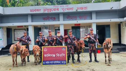 ডিমলায় সীমান্তে বিজিবির অভিযানে ৫ ভারতীয় গরু আটক