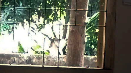 পুলিশ ফাঁড়ির জানালার গ্রিল কেটে মাদক কারবারির পলায়ন