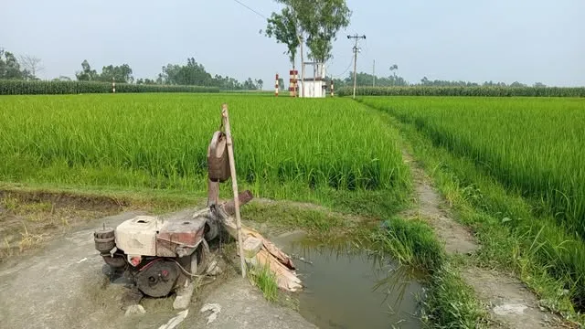 নবাবগঞ্জে সেচ ব্যবস্থায় অনিয়ম, ধান ছেড়ে ভুট্টায় ঝুঁকছেন কৃষকরা