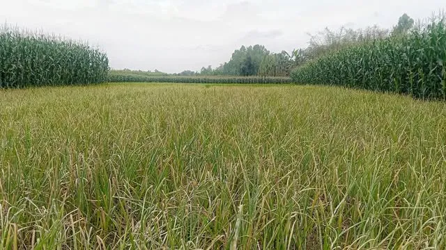খানসামায় রসুন ক্ষেতে বিষ স্প্রে করে ফসল নষ্টের অভিযোগ
