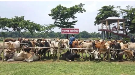 দোয়ারাবাজার সীমান্ত দিয়ে আসা জব্দকৃত ভারতীয় ৯০ গরু গায়েব