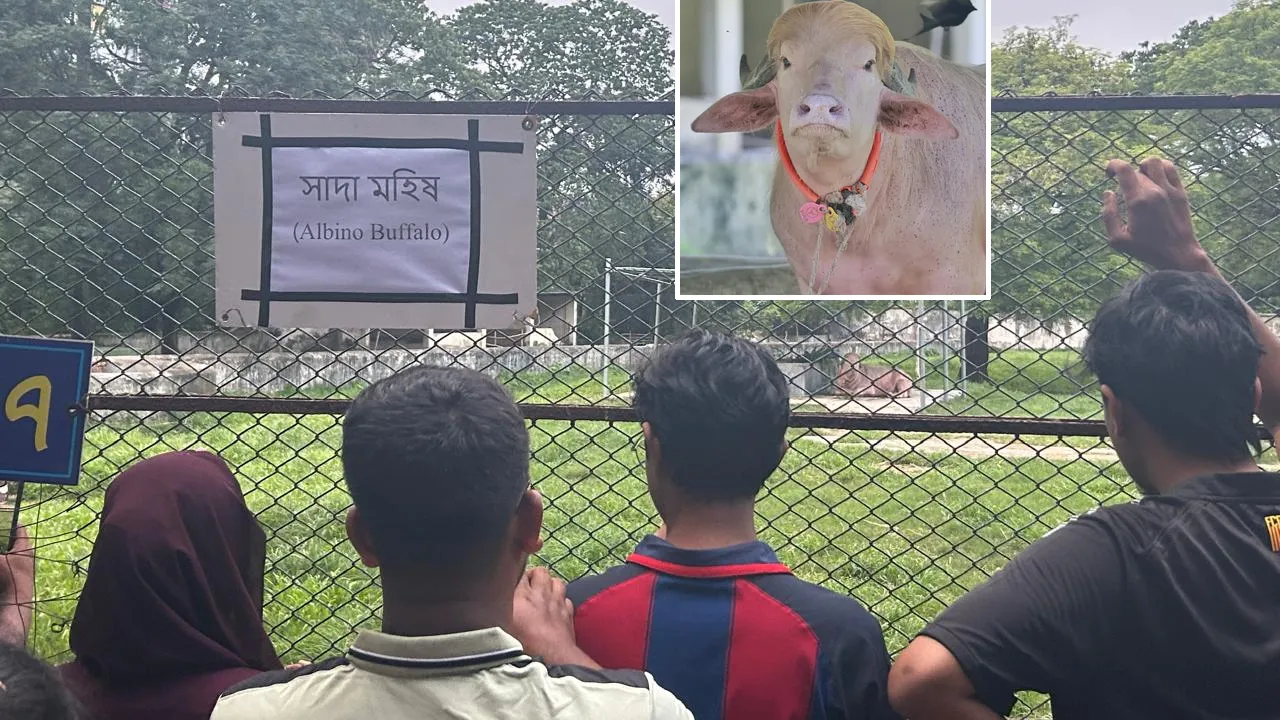 জাতীয় চিড়িয়াখানায় আলোচিত সাদা মহিষ দেখতে দর্শনার্থীদের উপচেপড়া ভিড়
