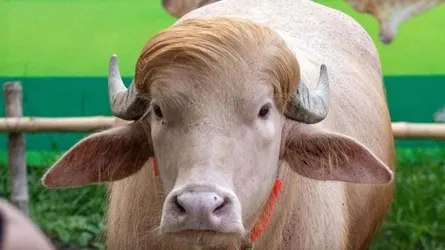 ‘ডোনাল্ড ট্রাম্প’ নামে ভাইরাল মহিষটি কি আসলেই বিরল প্রজাতির