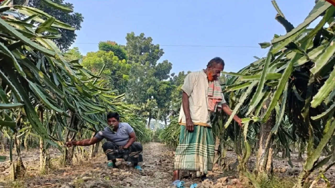 মহেশপুরে রাতের আঁধারে কৃষকের ড্রাগন ও পটল ক্ষেত কেটে দিলো দুর্বৃত্তরা, থানায় অভিযোগ