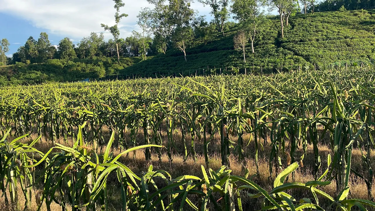 মৌলভীবাজারে চা বাগানের পতিত জমিতে ড্রাগন চাষে সফলতা