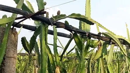 গাইবান্ধায় ড্রাগন চাষে ভাগ্যের চাকা ঘোরালেন নুরুল হক
