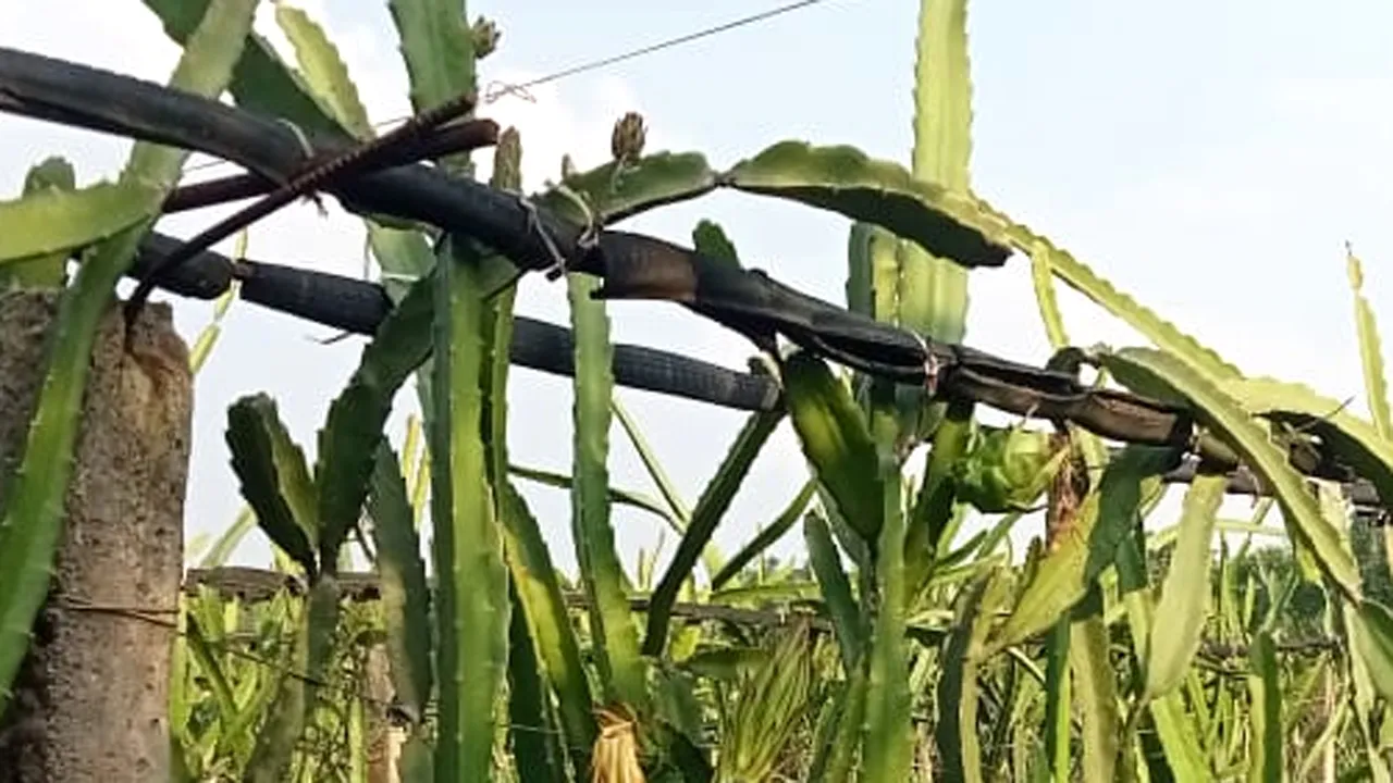গাইবান্ধায় ড্রাগন চাষে ভাগ্যের চাকা ঘোরালেন নুরুল হক