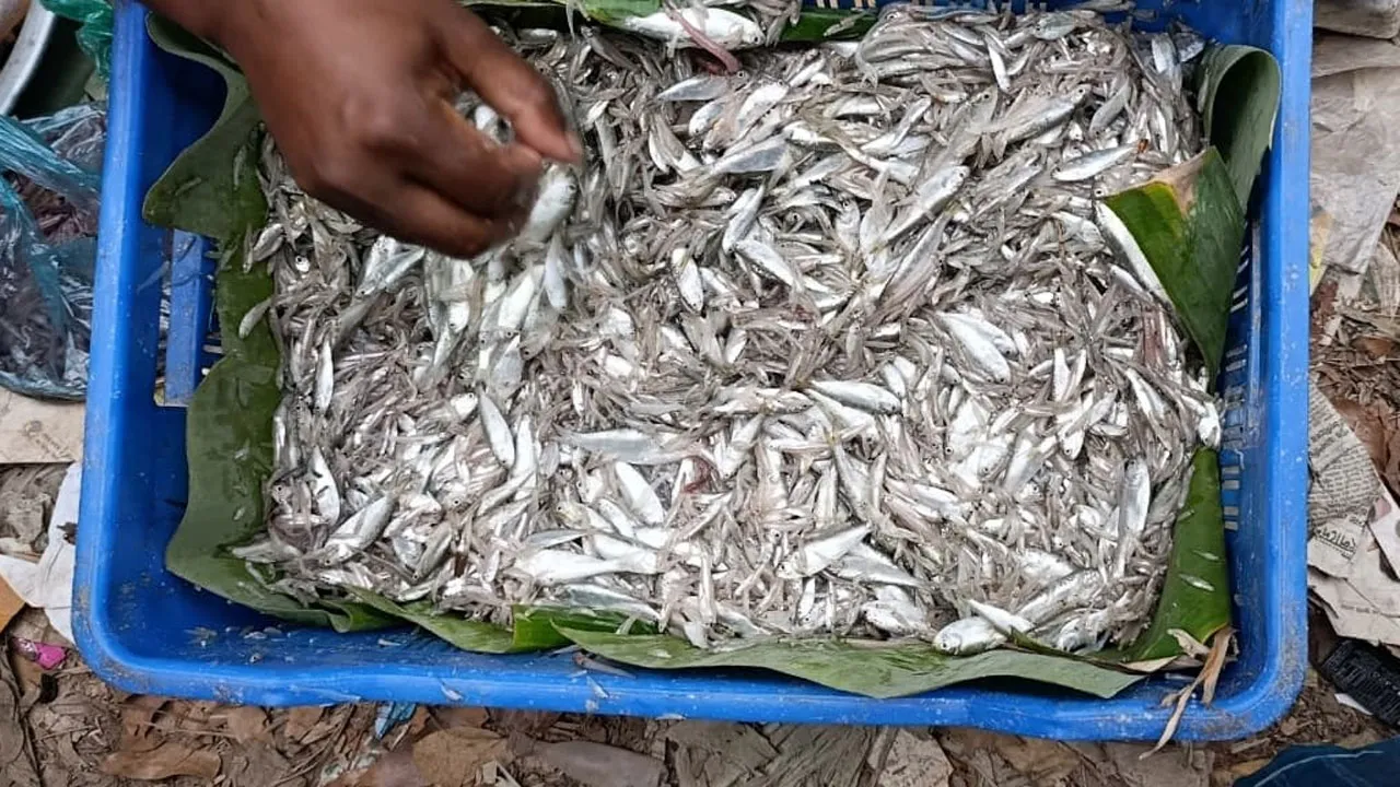 দুমকির পায়রা নদীতে অবাধে ছোট মাছ নিধন
