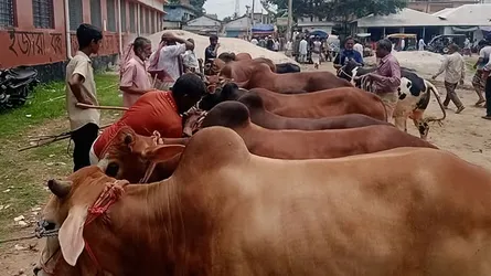 রাজশাহীর দুর্গাপুরে জমে উঠেছে কোরবানির পশুর হাট