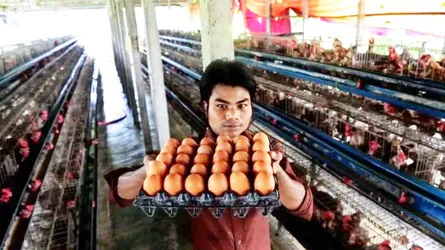 পুষ্টি নিরাপত্তা নিশ্চিতে ডিম