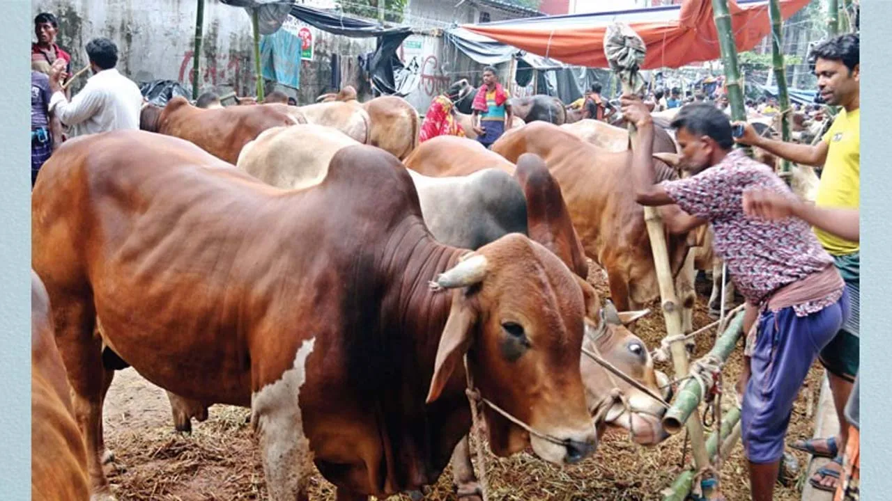 অনুমতি ছাড়া রেললাইন-সংলগ্ন এলাকায় পশুর হাট বসানো যাবে না