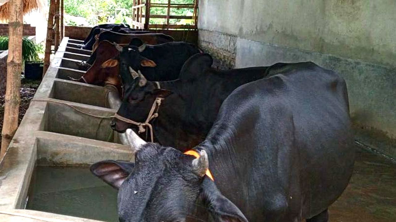 Eid cow