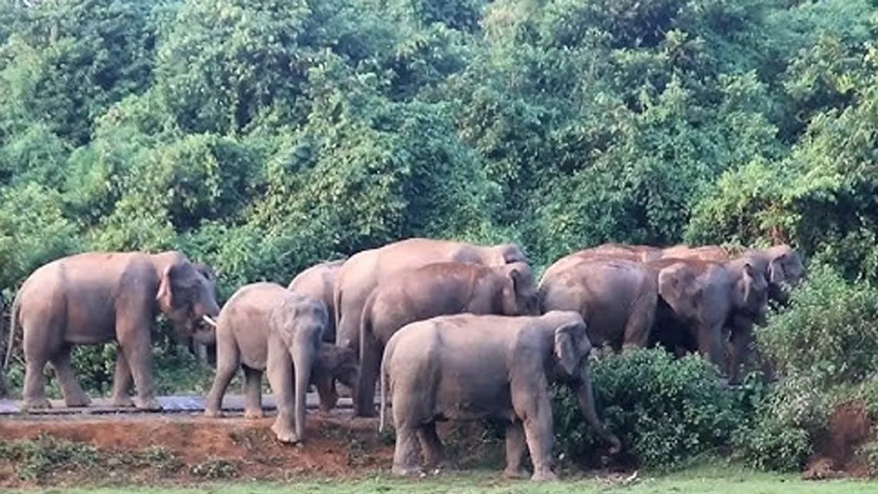হালুয়াঘাটে হাতির তাণ্ডবে লণ্ডভণ্ড পার্কের রেস্তোরা