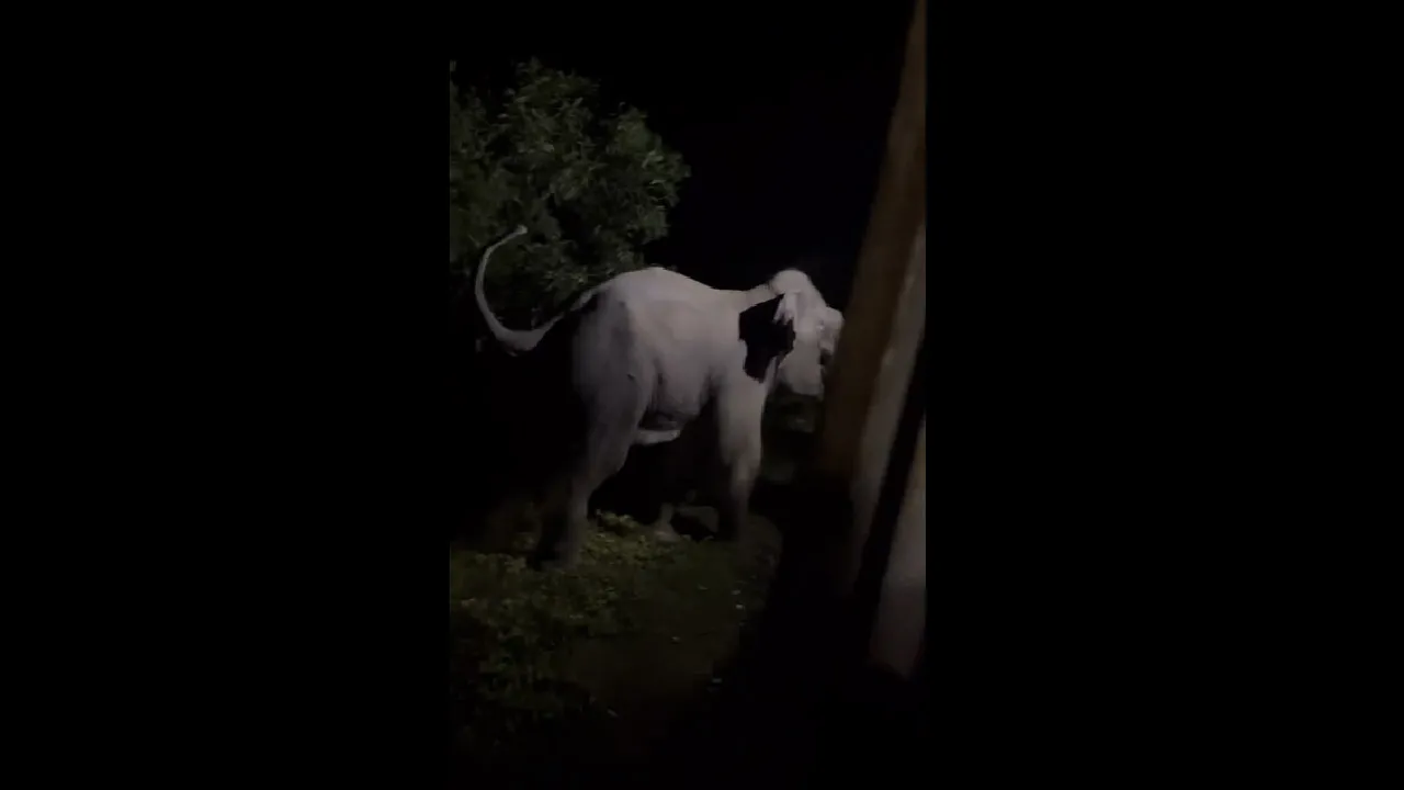 চলন্ত ট্রেনে বন্যহাতীর ধাক্কা, চালকের বিচক্ষণতায় রক্ষা
