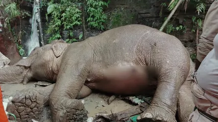 টেকনাফে পাহাড় থেকে পড়ে আহত বন্য হাতির মৃত্যু