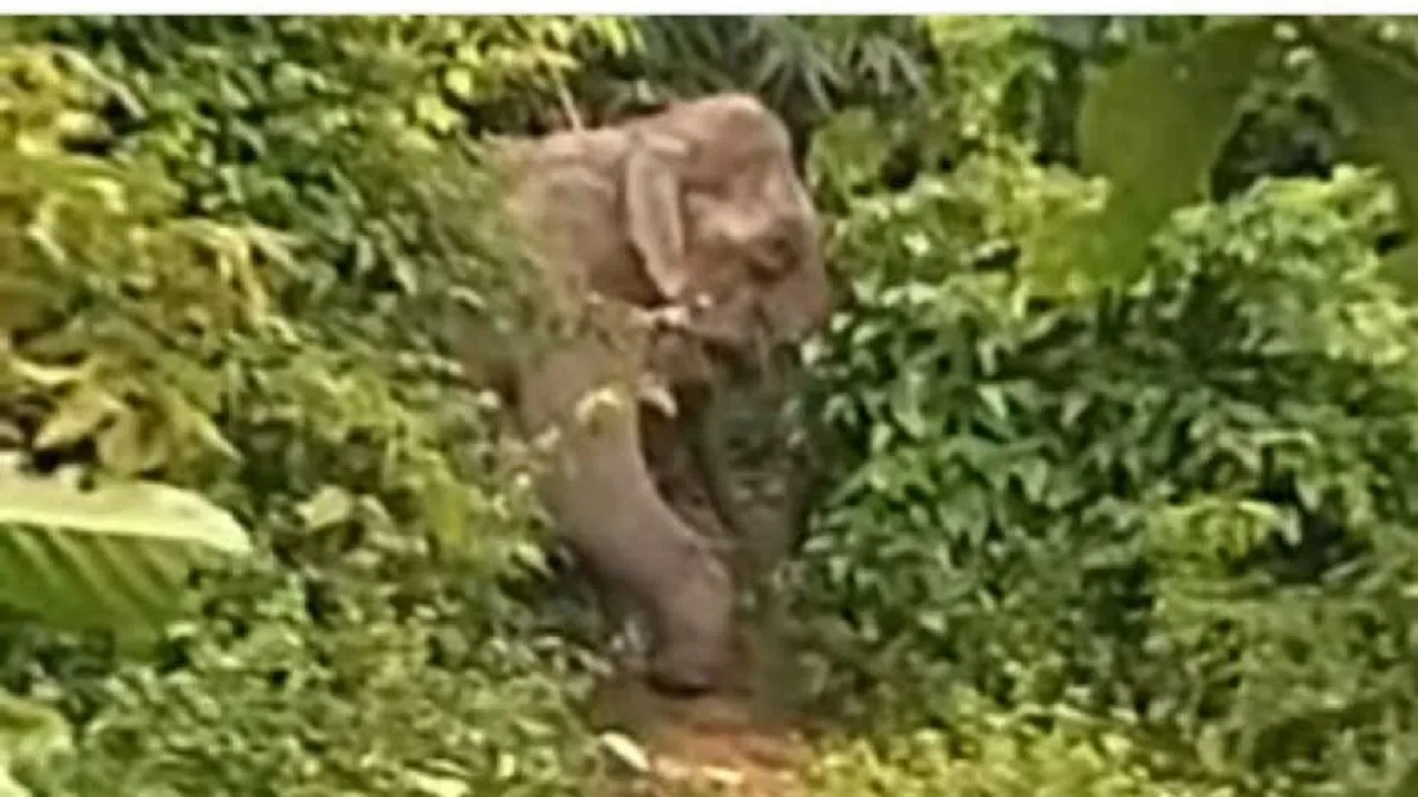 নাইক্ষ্যংছড়ি সীমান্তের জিরো লাইনে মাইন বিস্ফোরণে বন্য হাতি আহত