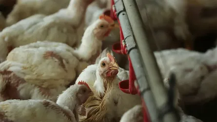 ইউরোপজুড়ে বার্ড ফ্লুর হানা, হাঁস-মুরগির খামার বন্ধ