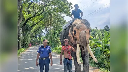 বড়াইগ্রামে হাতি দিয়ে রাস্তা আটকে চাঁদাবাজি, মাহুতকে গণপিটুনি