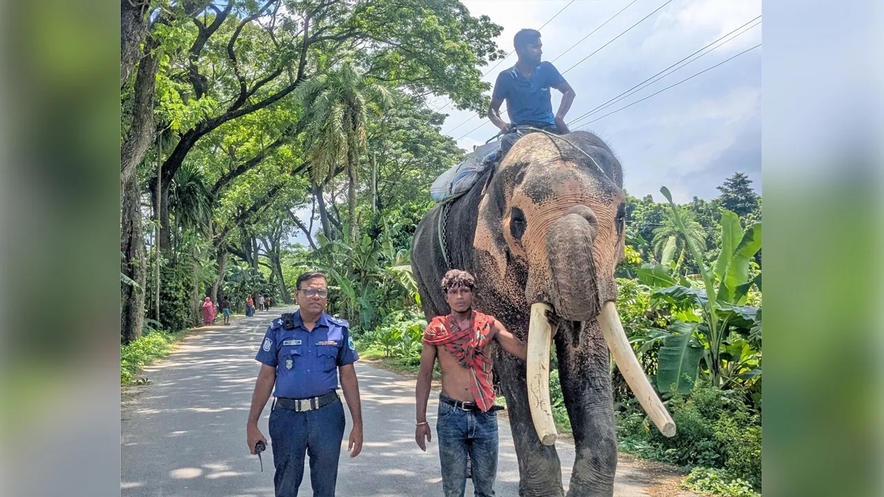 বড়াইগ্রামে হাতি দিয়ে রাস্তা আটকে চাঁদাবাজি, মাহুতকে গণপিটুনি