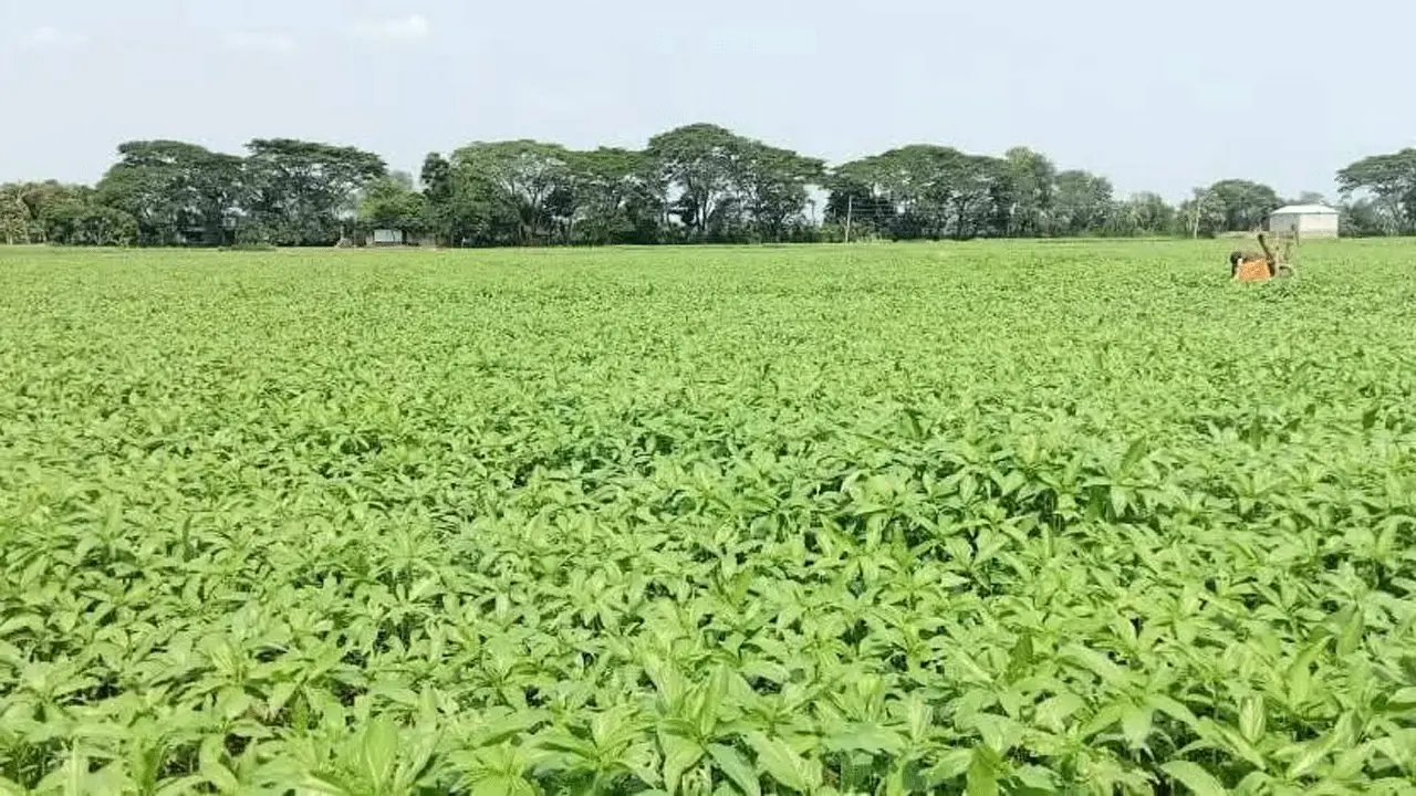 পাটের আবাদ বাড়লেও খরচের চাপে দিশেহারা কৃষক