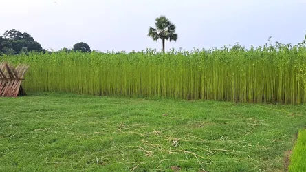 ফরিদপুরে পানির অভাবে পাট জাগ দিতে পারছে না চাষিরা