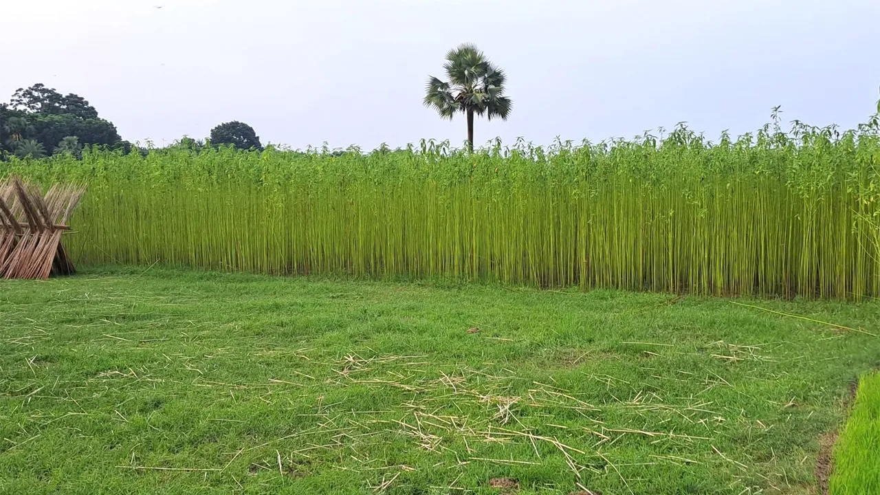ফরিদপুরে পানির অভাবে পাট জাগ দিতে পারছে না চাষিরা
