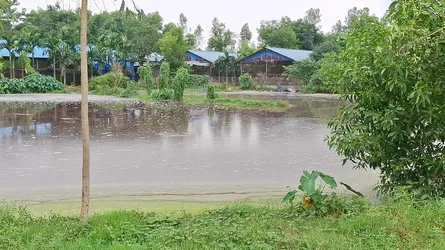টাঙ্গাইলে পোল্ট্রি খামারের দূষণে এলাকাবাসীর ভোগান্তি
