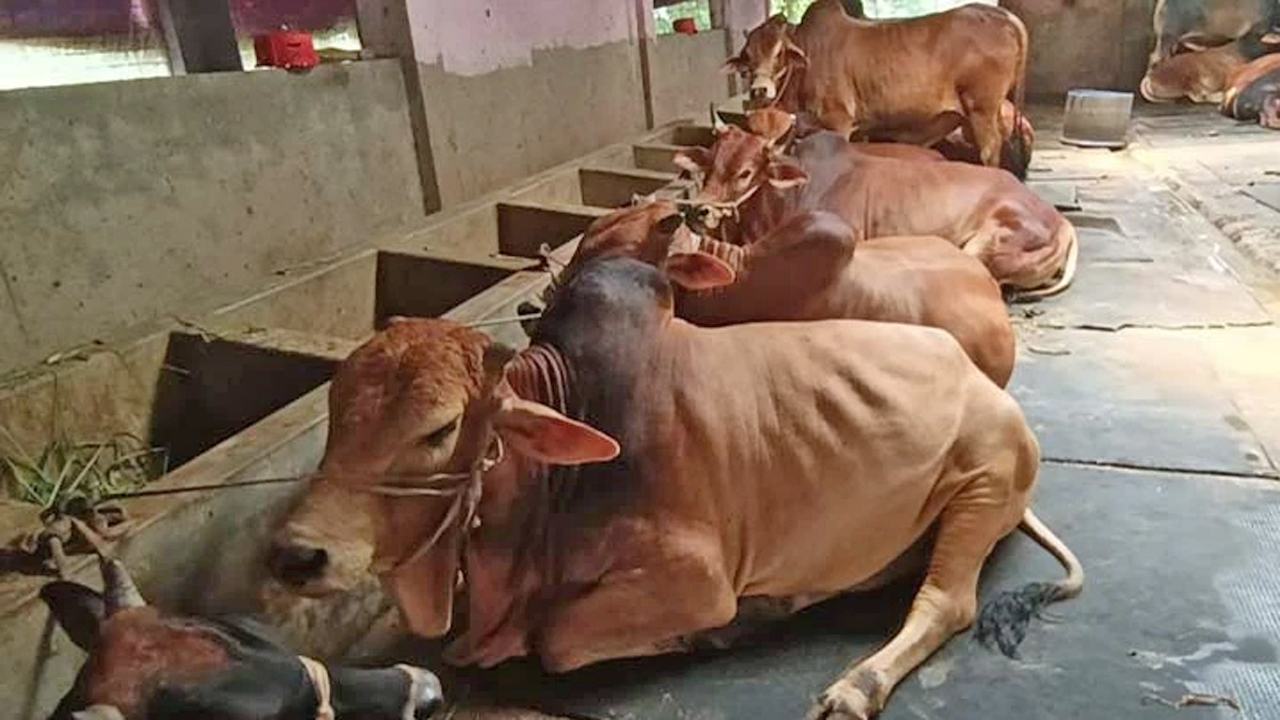 Farmers-concerned-over-fear-of-Indian-cattle-smuggling-at-border