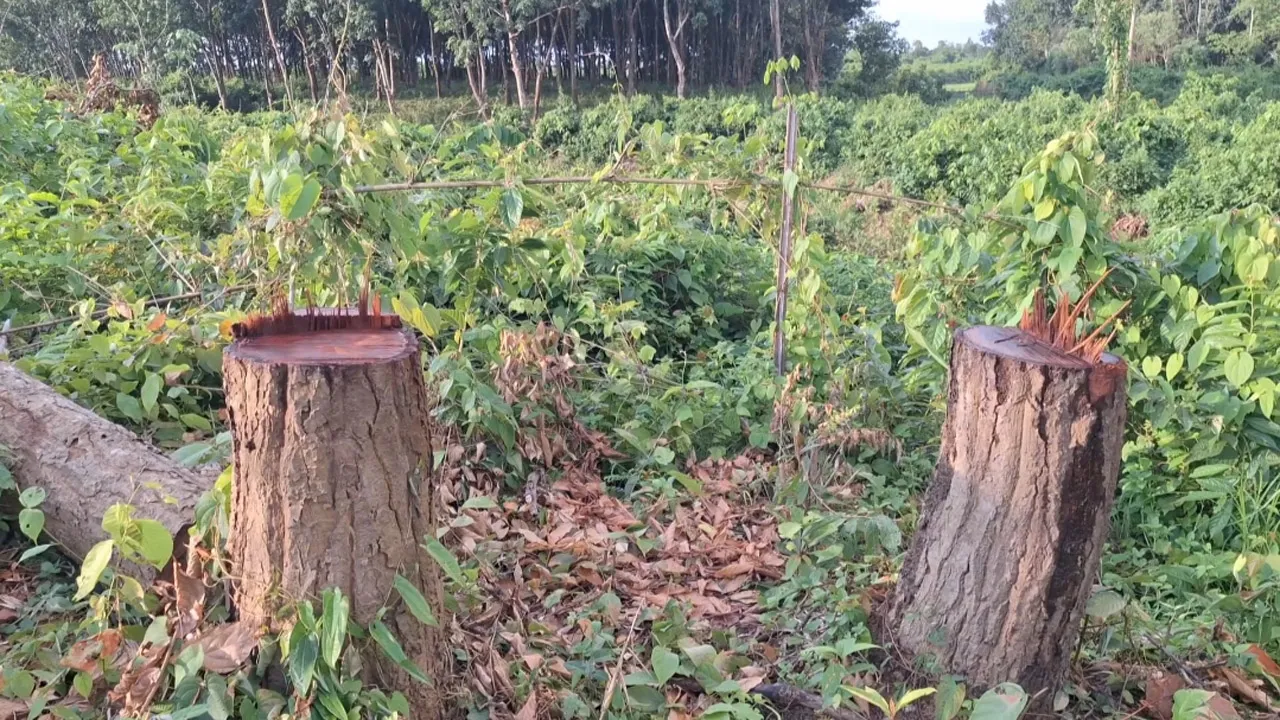 ফটিকছড়িতে রাবার বাগান কর্তৃপক্ষের বিরুদ্ধে কয়েক শ’ ফলদ গাছ কাটার অভিযোগ