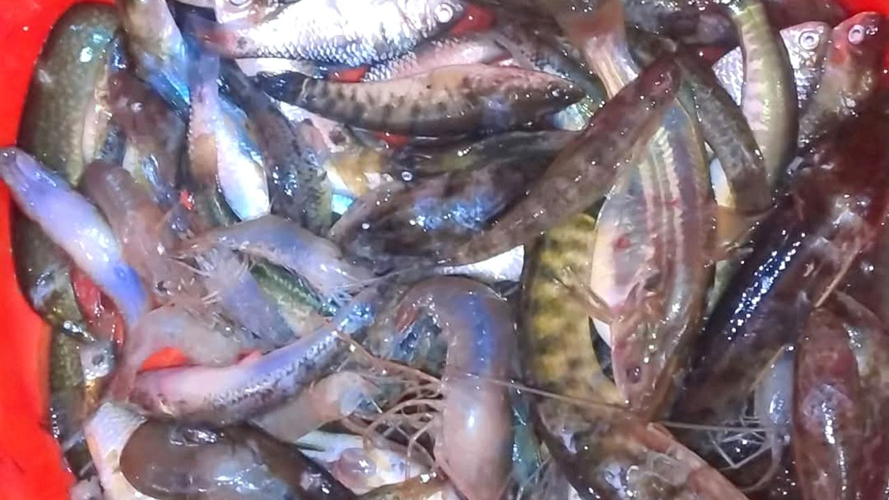 Fish